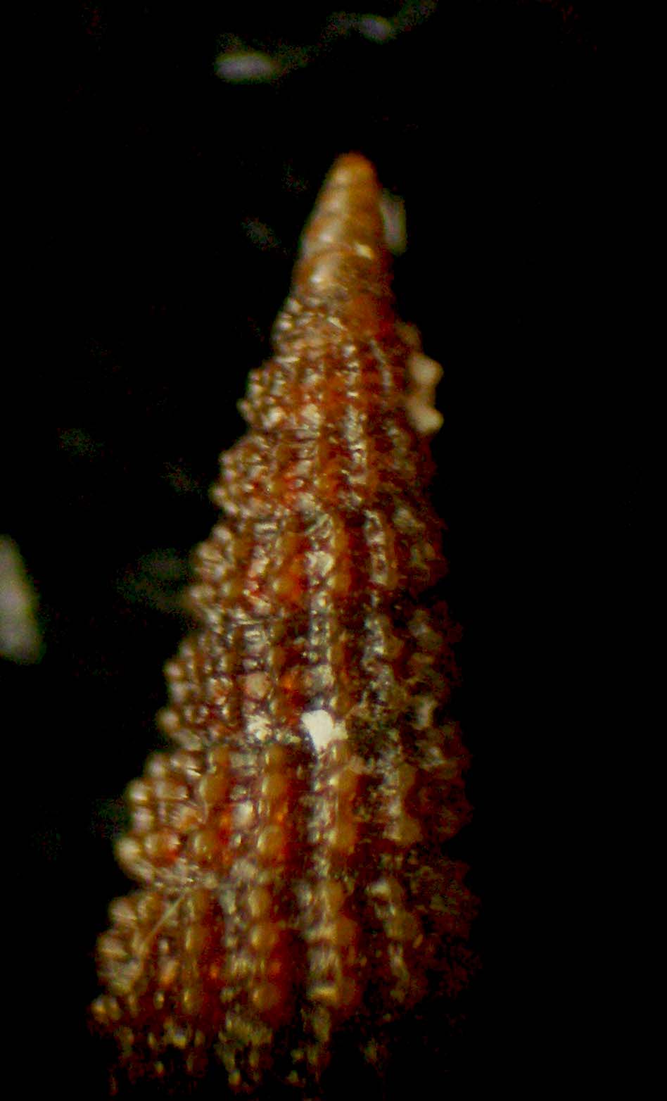cerithiopsis contigua